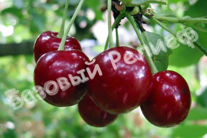 Вишня Малиновка