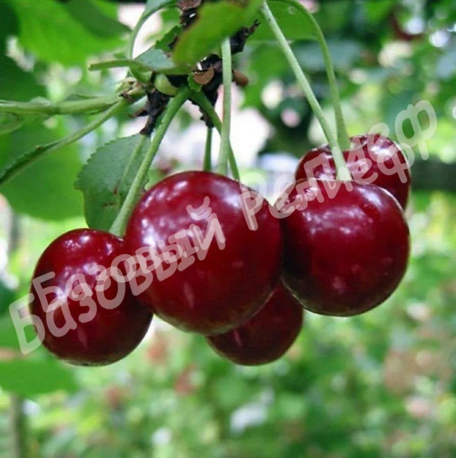 Вишня Маяк