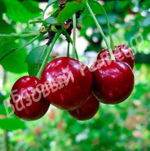 Вишня Мелитопольская десертная