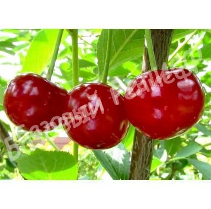 Вишня Мелитопольская десертная