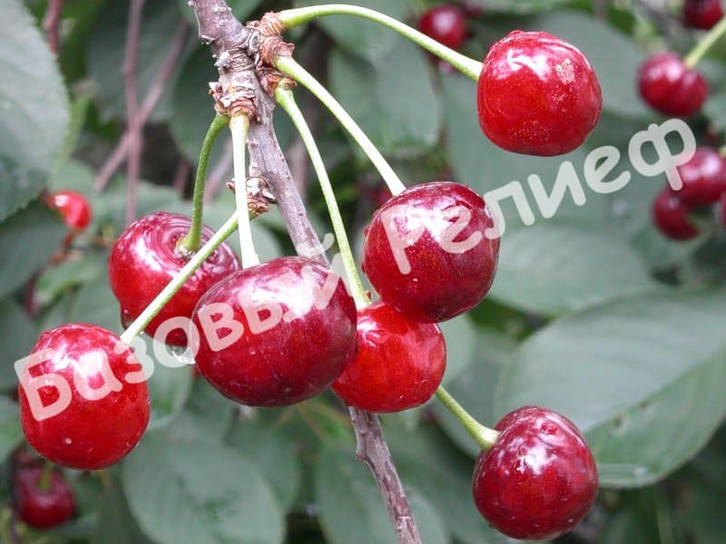 Вишня Призвание
