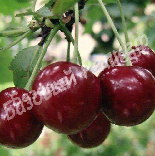 Вишня Шалунья