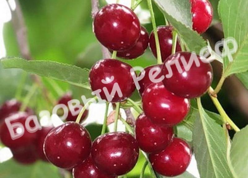 Вишня Стойкая