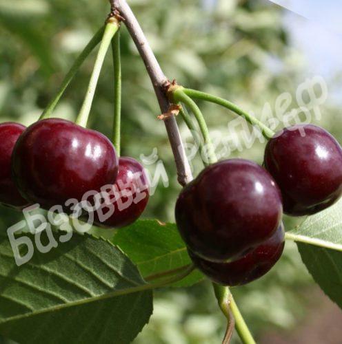 Вишня Стойкая