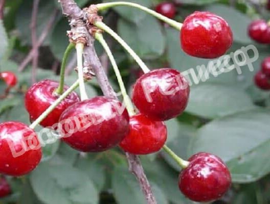 Вишня Стойкая
