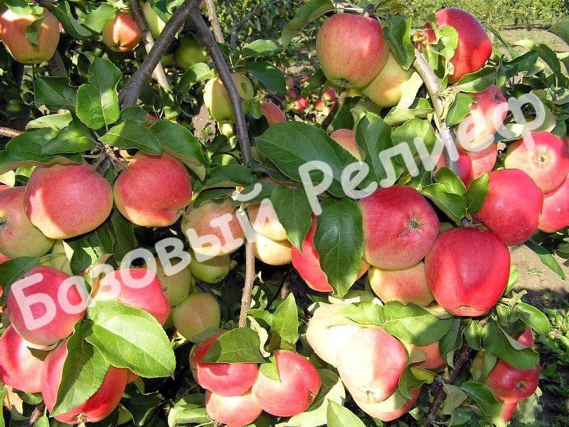 Яблоня Кандиль орловский