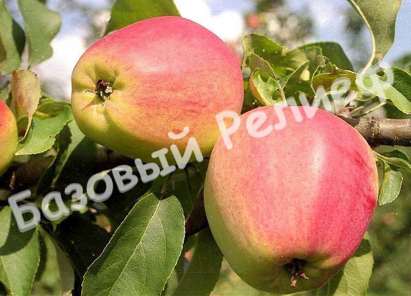 Яблоня Кандиль орловский