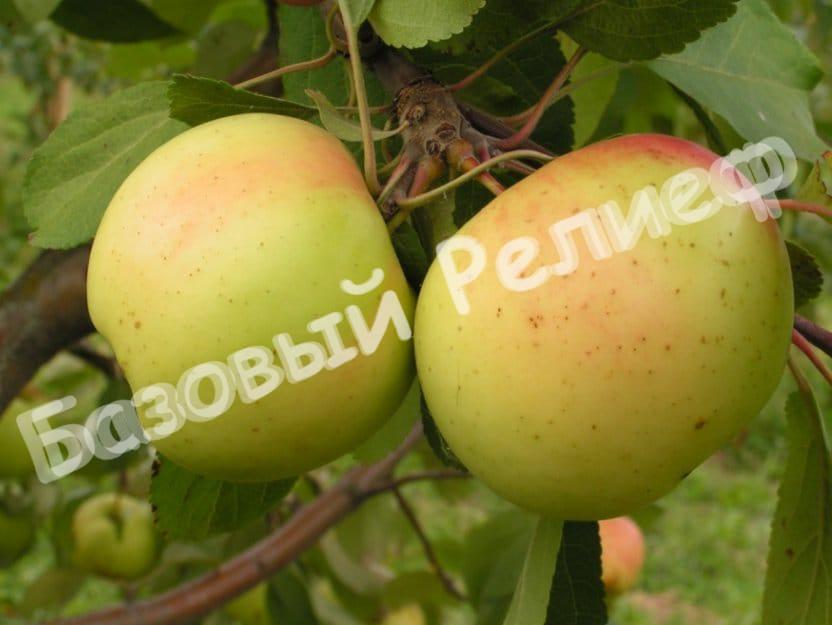 Яблоня «Зимний банан»