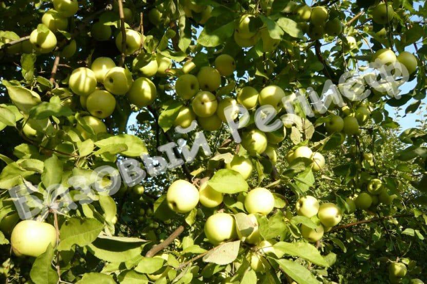 Яблоня «Зимний банан»
