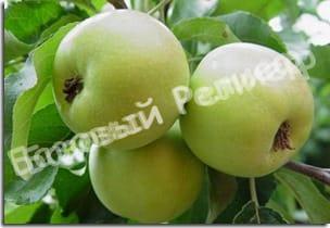 Яблоня Зимняя красавица