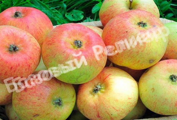 Яблоня Коробовка