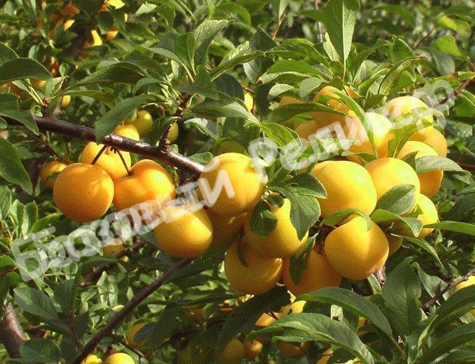 Слива Золотистая крупная
