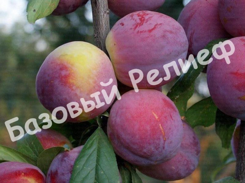 Слива Командор колоновидная
