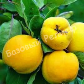 Айва Крымская ранняя