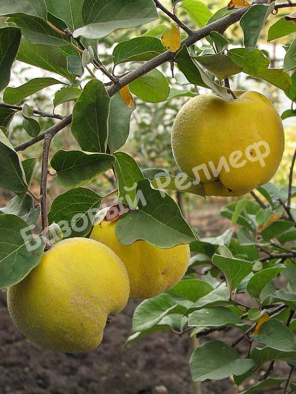 Айва Анжерская