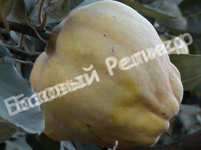 Айва Берецкая