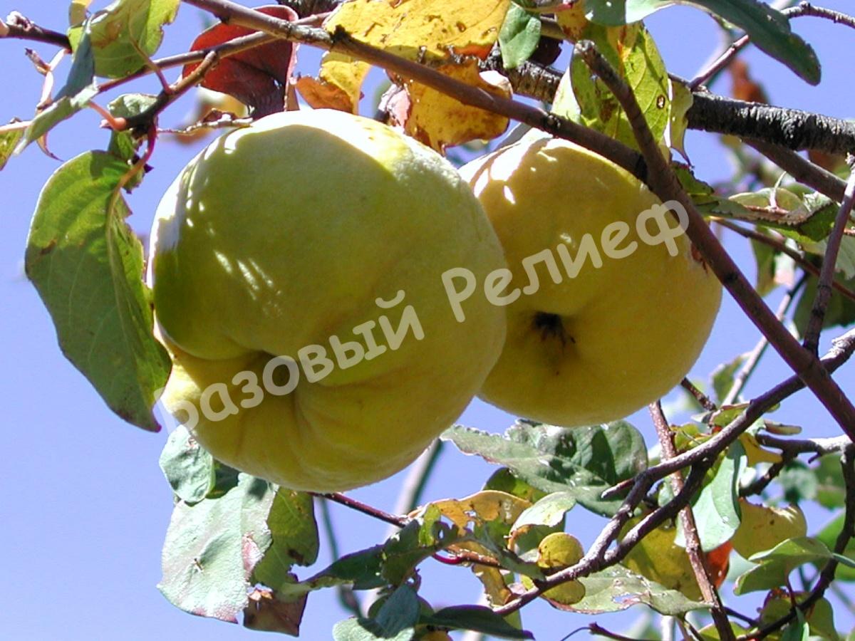 Айва Исполинская из Лесковаца