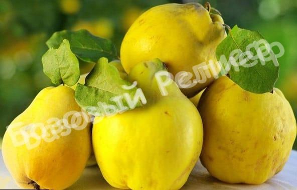 Айва Кубанская урожайная