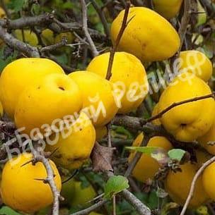 Айва Мускатная