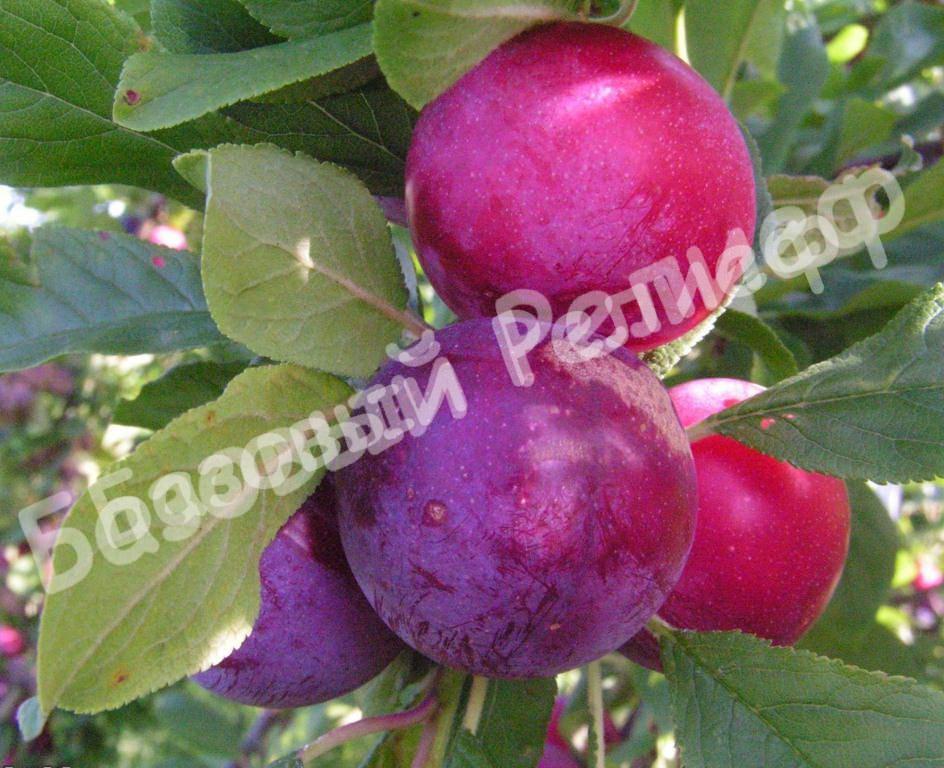 Алыча Аленушка