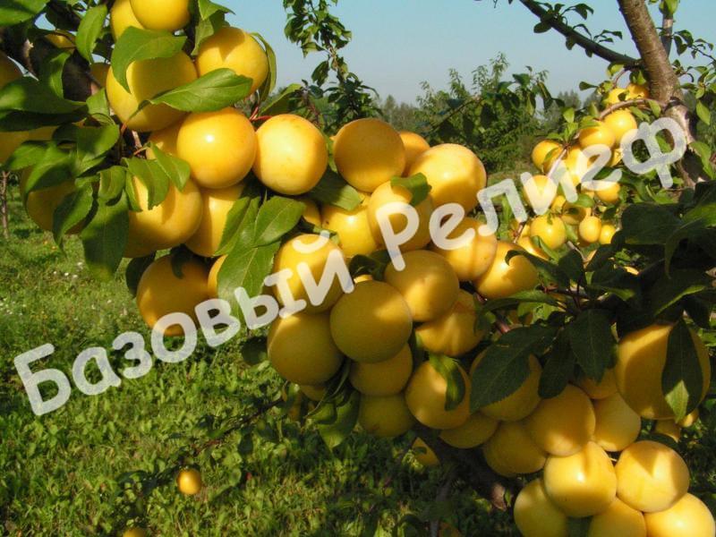 Алыча Царская