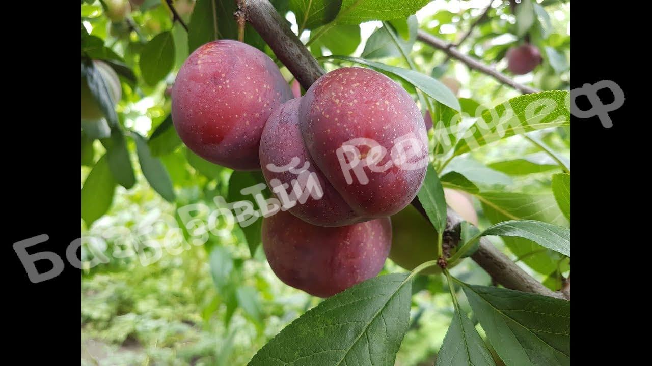 Алыча Десертная