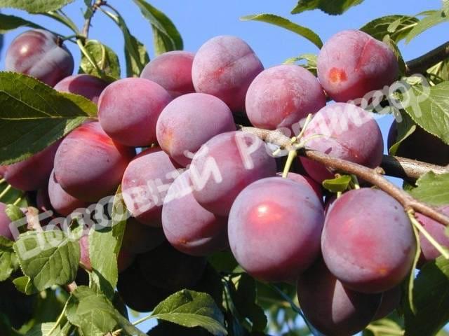 Алыча Десертная