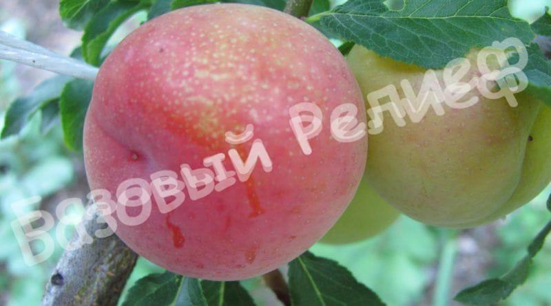Алыча Евгения