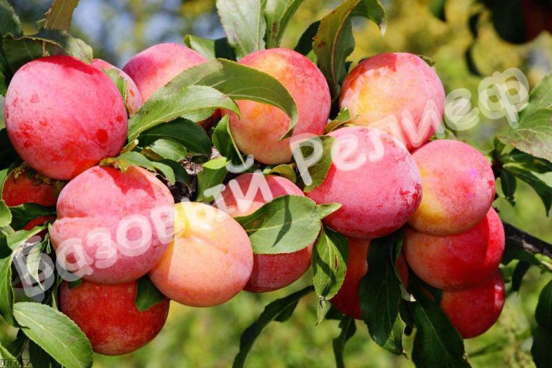 Алыча Июльская Роза