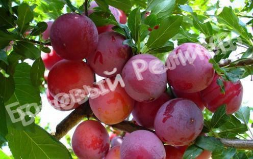 Алыча Июльская Роза