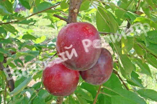Алыча Июльская Роза