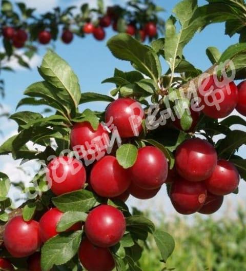 Алыча Карамельная