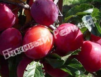 Алыча Карамельная