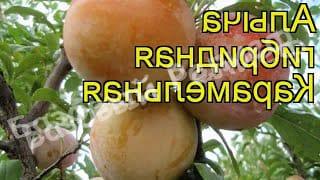 Алыча Карамельная