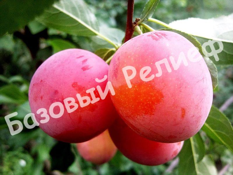Алыча Карминная