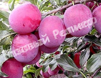 Алыча Клеопатра