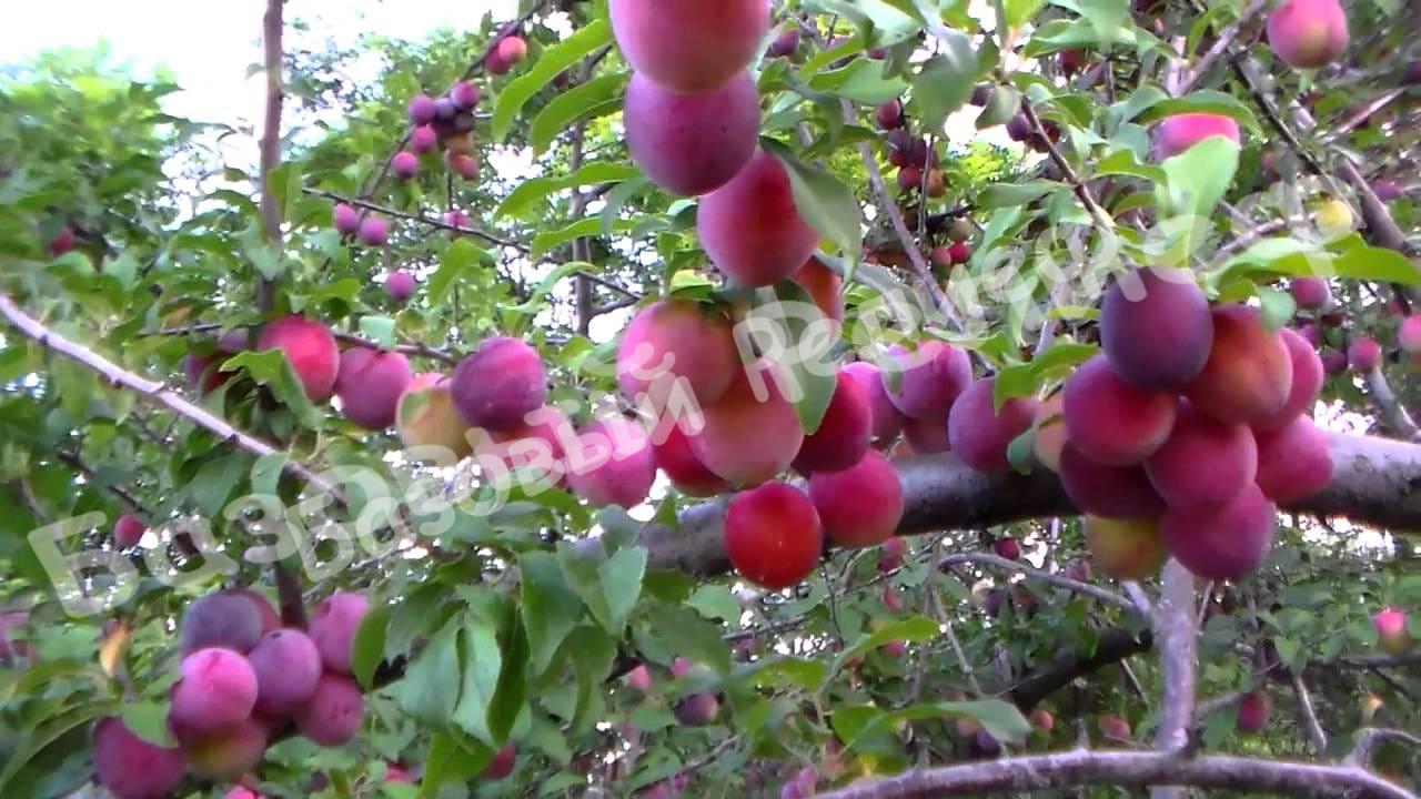 Алыча Комета Поздняя