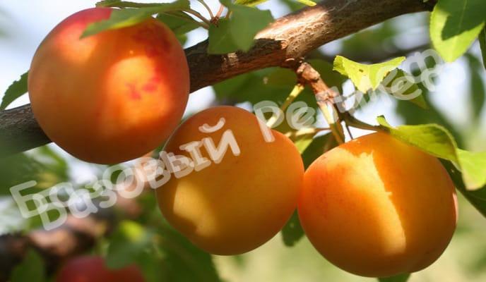 Алыча Лавина