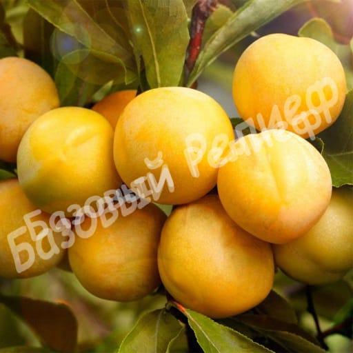 Алыча Медовая