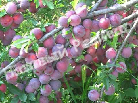 Алыча Мономах
