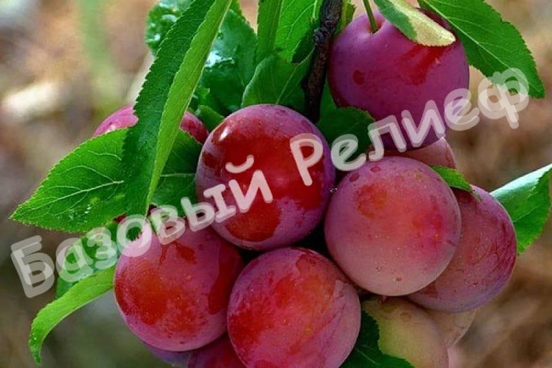 Алыча Пионерка