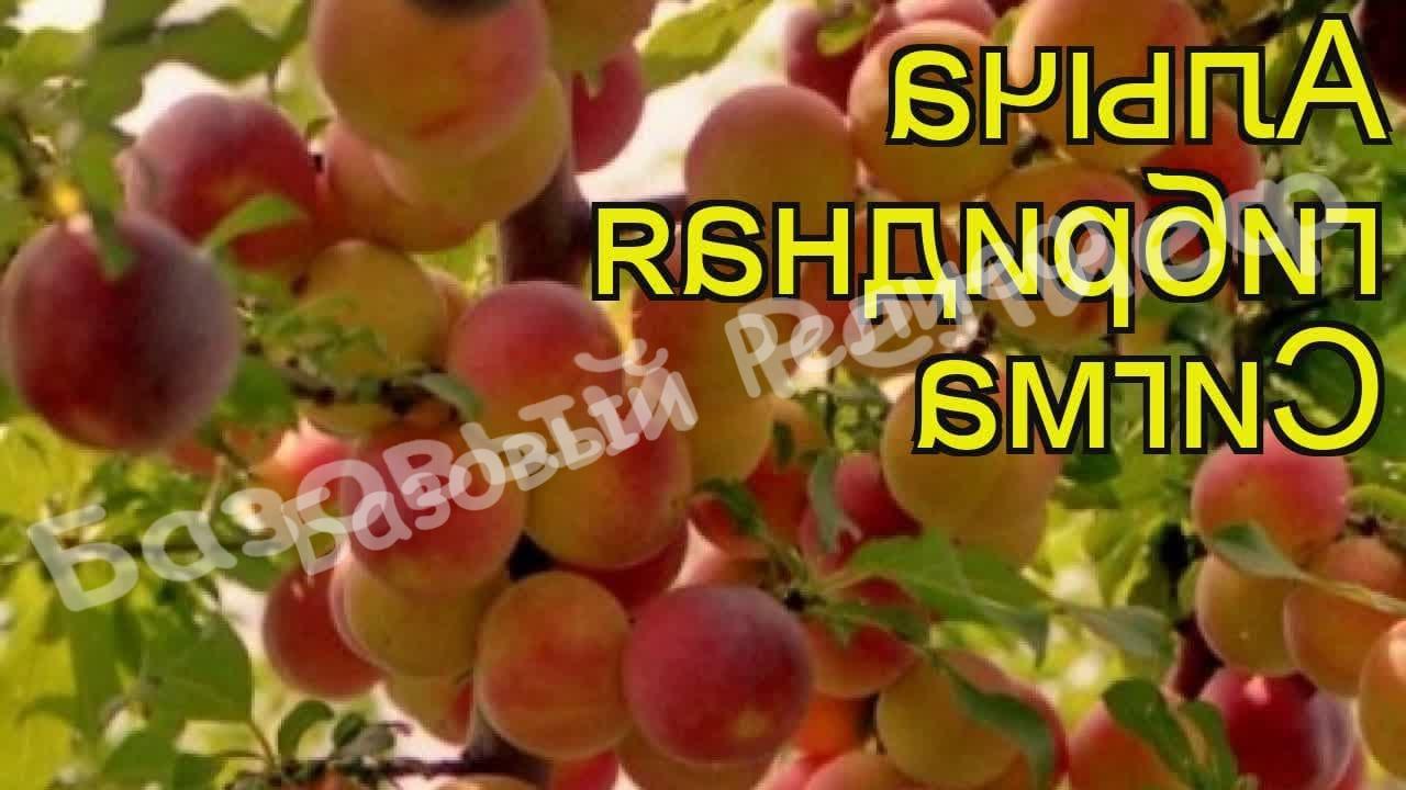 Алыча Сигма