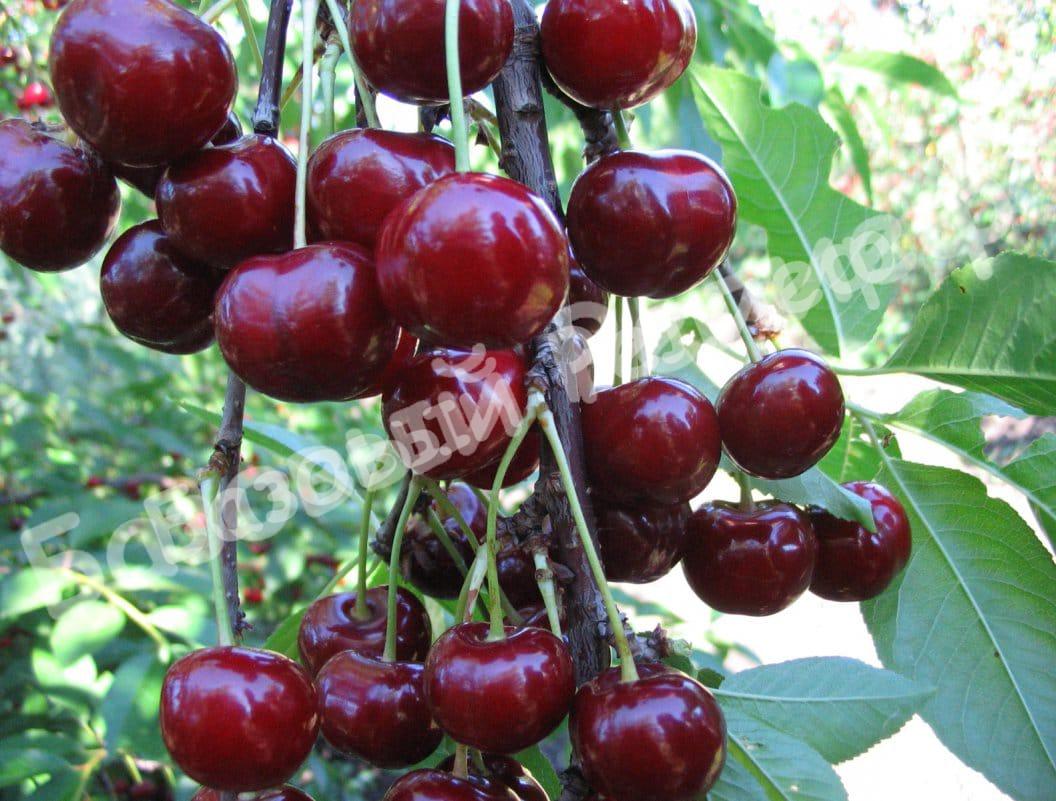 Черевишня (дюк) Алиса