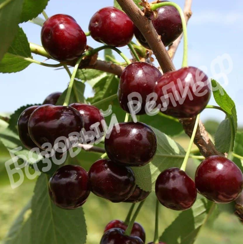Черевишня (дюк) Алиса