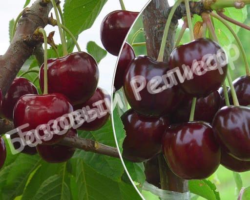Черевишня (дюк) Чернокорка