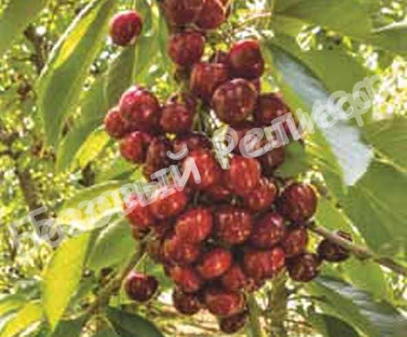 Черевишня (дюк) Чернокорка