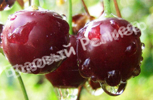 Черевишня (дюк) Чернокорка