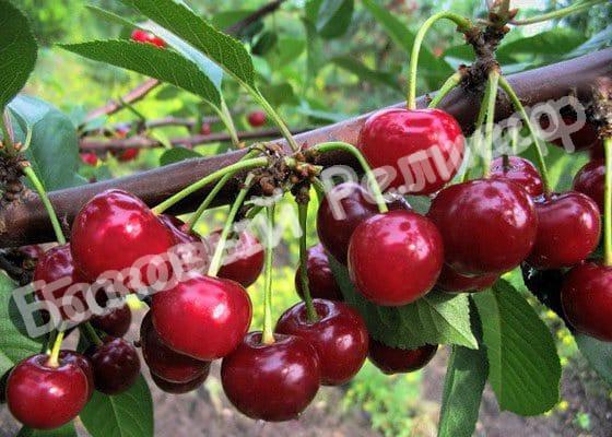 Черевишня (дюк) Дородная