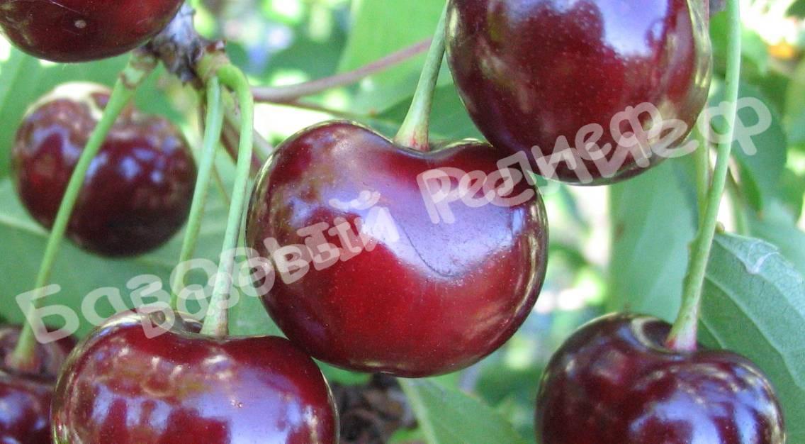 Черевишня (дюк) Фесанна