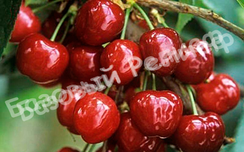 Черевишня (дюк) Краса Севера